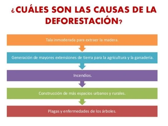 causas deforestacion