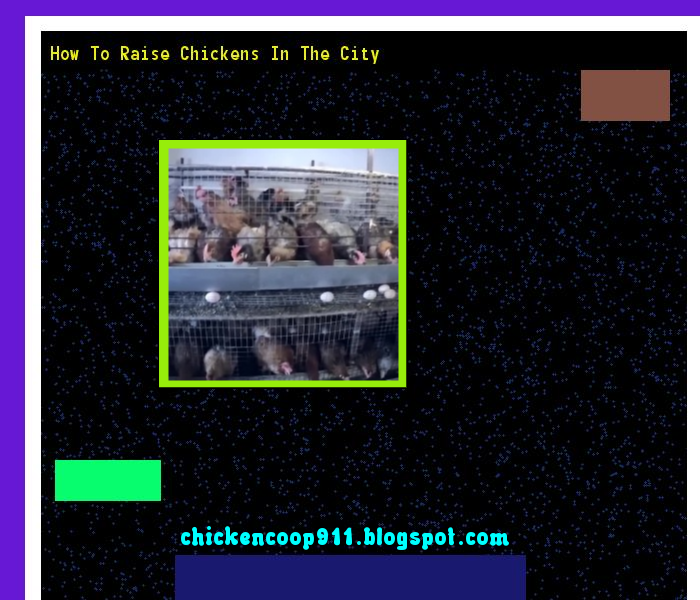 How to Raise Chickens in The City Chicken Coop 911