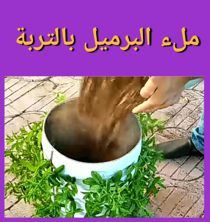 أفضل مكان لغرس النعناع