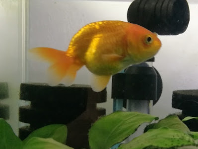 Ranchu : nouveau trio (donc 6 ranchus !) Nouveau%2Brouge