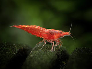Red cherry shrimp