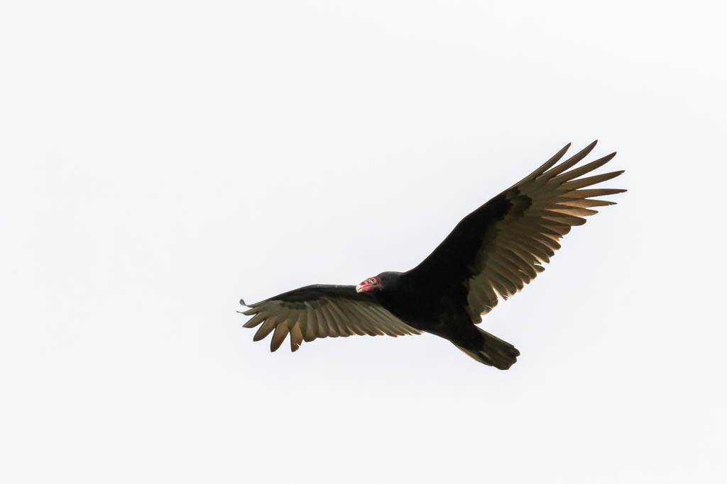 T & L Adventures Nature’s Cleanup Crew for Red Tide Egmont Key NWR