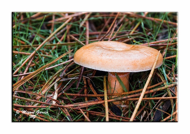 Lactarius Deliciosus - Níscalo - Esne Gorri - Pinetell o Rovelló