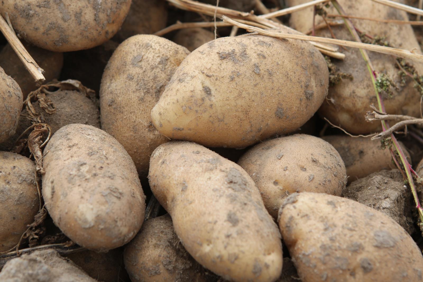 Картофель сорт Айдахо. Сорт картошки Айдахо. Сорт картофеля Прайм. Сорт картофеля Вега.