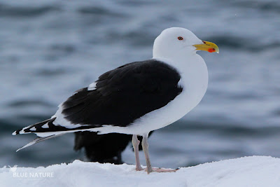 Gavión atlántico - Great black-backed gull - Larus marinus. De gran tamaño, manto oscuro y patas rosadas, sin duda una gaviota impresionante que descansaba junto al embarcadero de la isla.