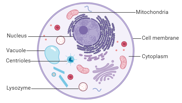 structure of animal cell