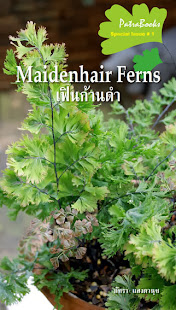 Maiderhair Ferns