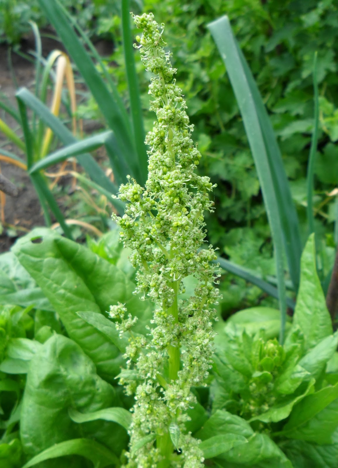 Вкусный Огород: Выращивание шпината