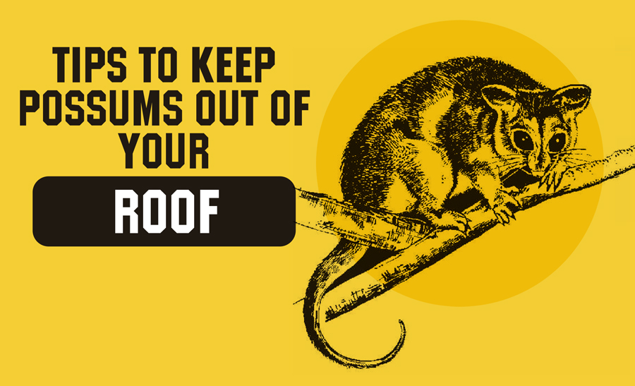 Tips to Keep Possums Out of Your Roof Protech Pest Control Tips to Keep Possums Out of Your Roof Protech Pest Control