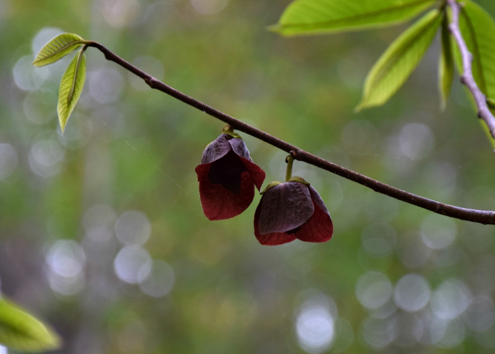 Using Native Plants Wild Fruit The Pawpaw