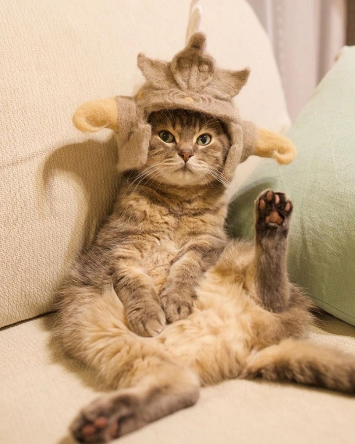 Gambar Kucing Lawak (19 Gambar) #EdisiViral