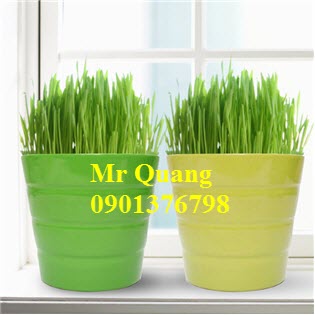 Cây mạ non chưng tết - 9