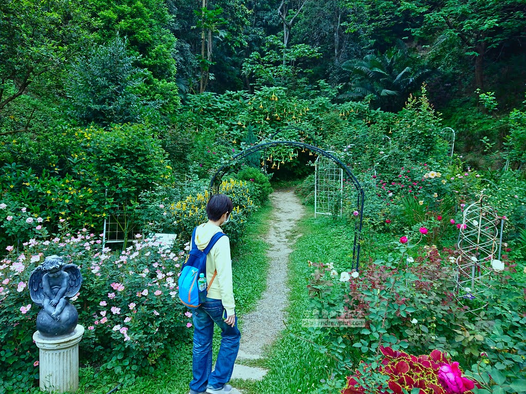 苗栗景點,雅聞七里香玫瑰森林,苗栗親子旅遊