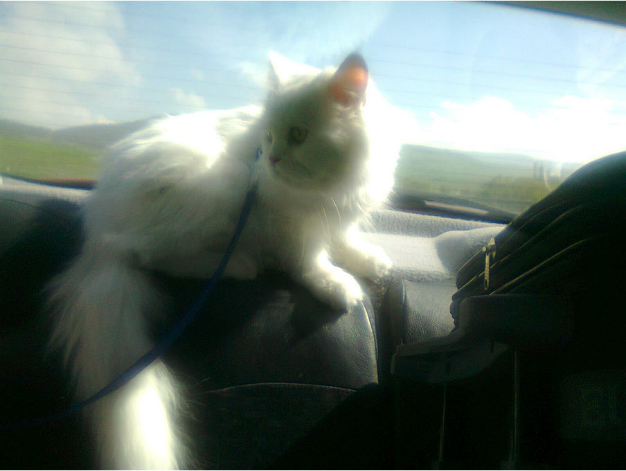 fashionist Dünyanın En Güzel Varlıkları Benim Evimde Yaşıyor / My Pets&hellip;