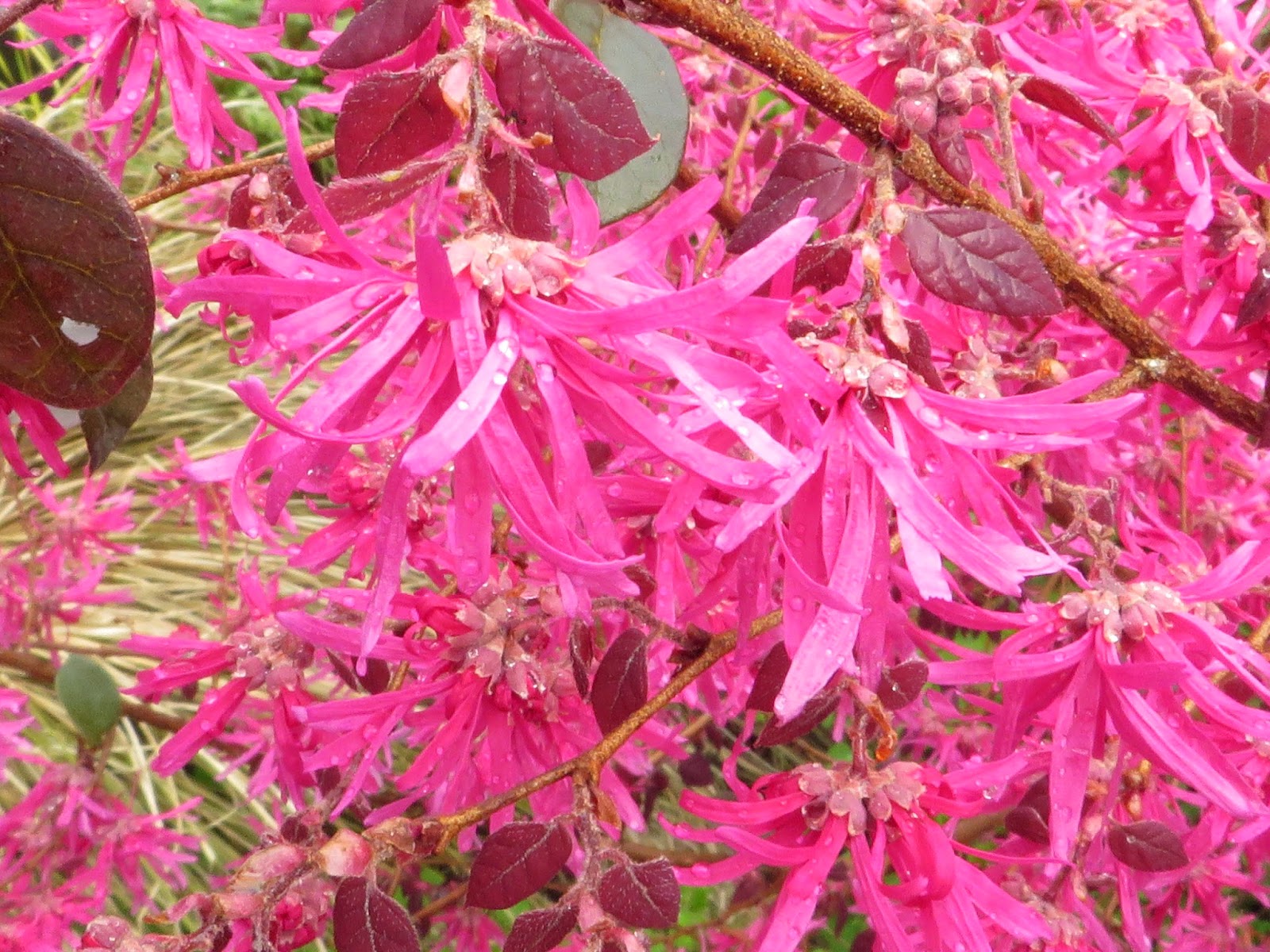 Purple Chinese Fringe Flower Featuring New Plants Every Day