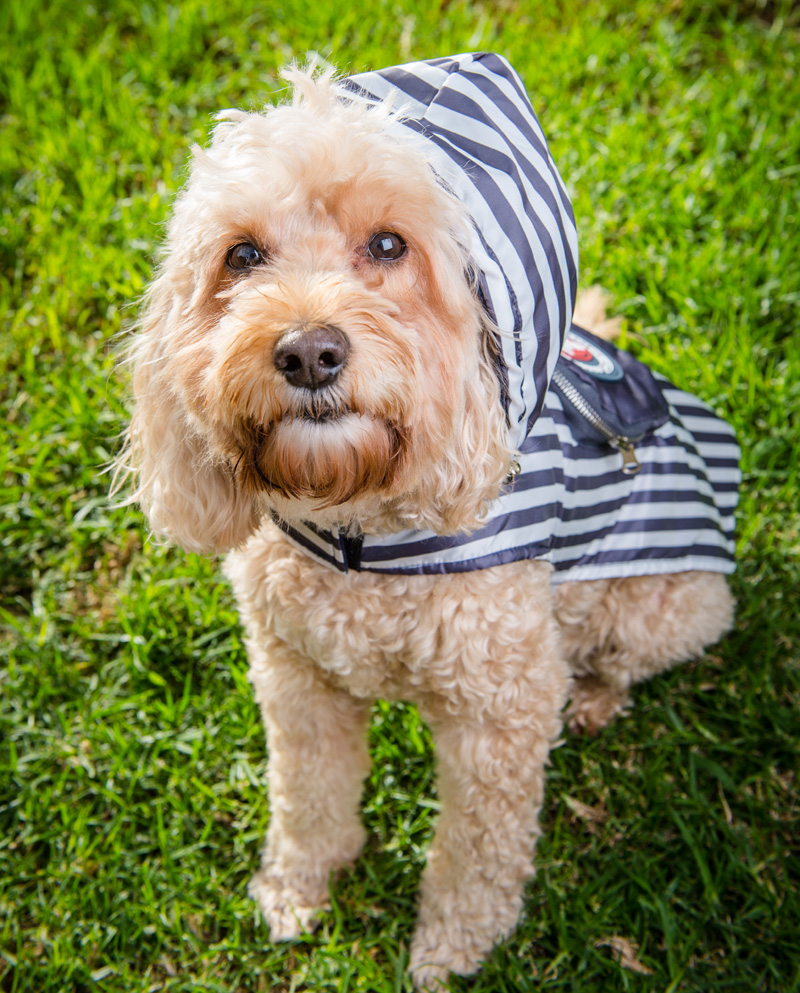 The Secret Life of Pets PETstock Accessories Australian Dog Lover