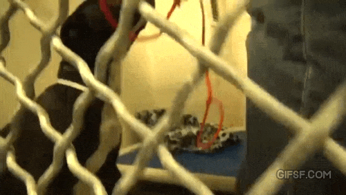 입양이 결정된 유기견들.gif | 인스티즈