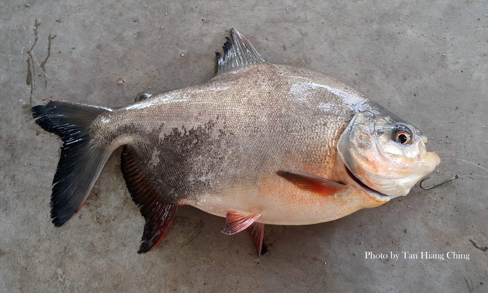 Piaractus brachypomus, Red bellied pacu, 淡水白鯧, Fish, 魚, Malaysia animal jpg (1600x960)