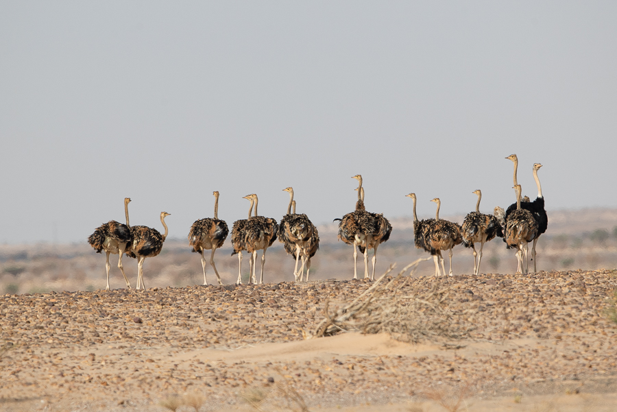 North African Red-necked Ostrich