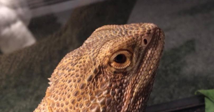 Meet the bearded dragons of a Pine Island rescue