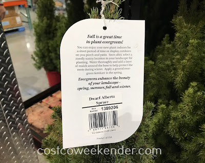 Costco 1389206 - Dwarf Alberta Spruce: great for any yard or garden