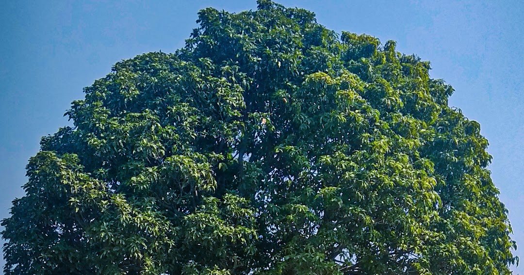 Redmi Note 8 Pro [ TOP ] Wallpapers Full HD