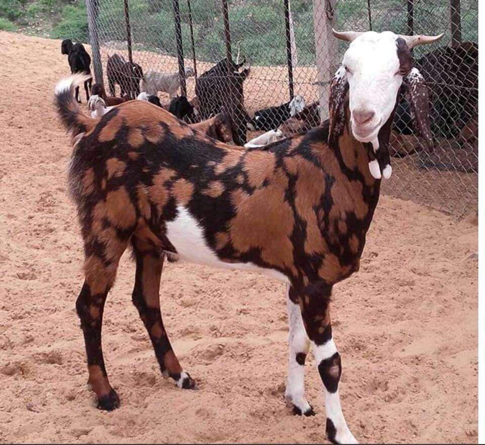 Bujri/ Gujri Goat Breed
