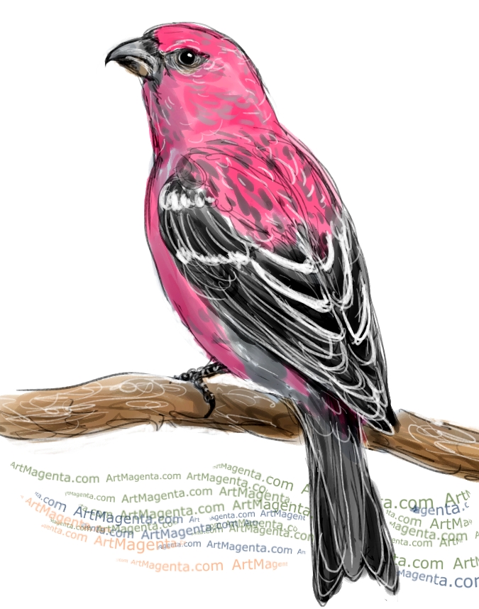Pine Grosbeak  sketch painting. Bird art drawing by illustrator Artmagenta