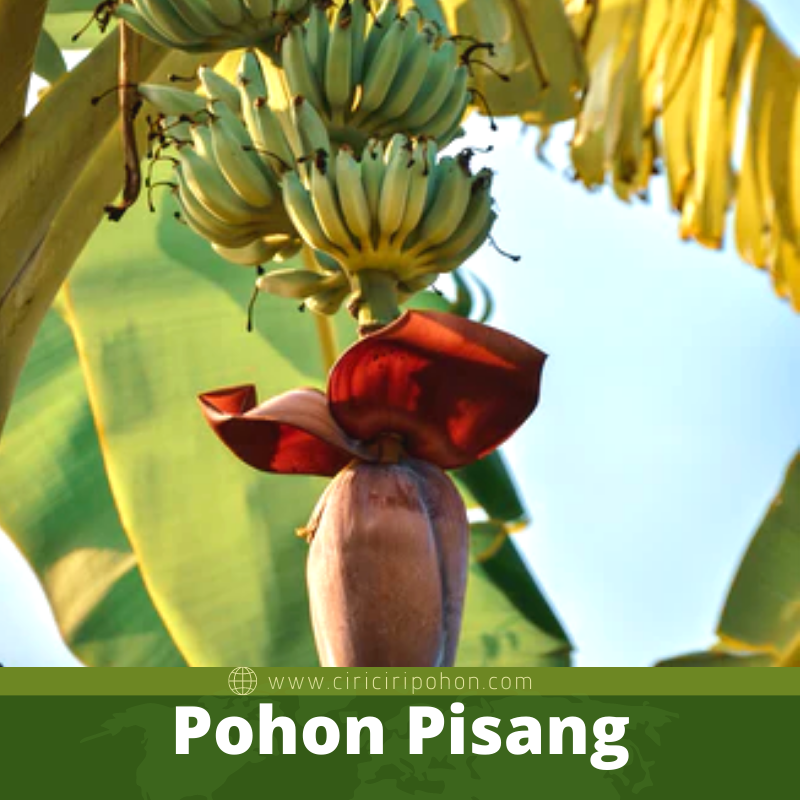 Pohon Pisang