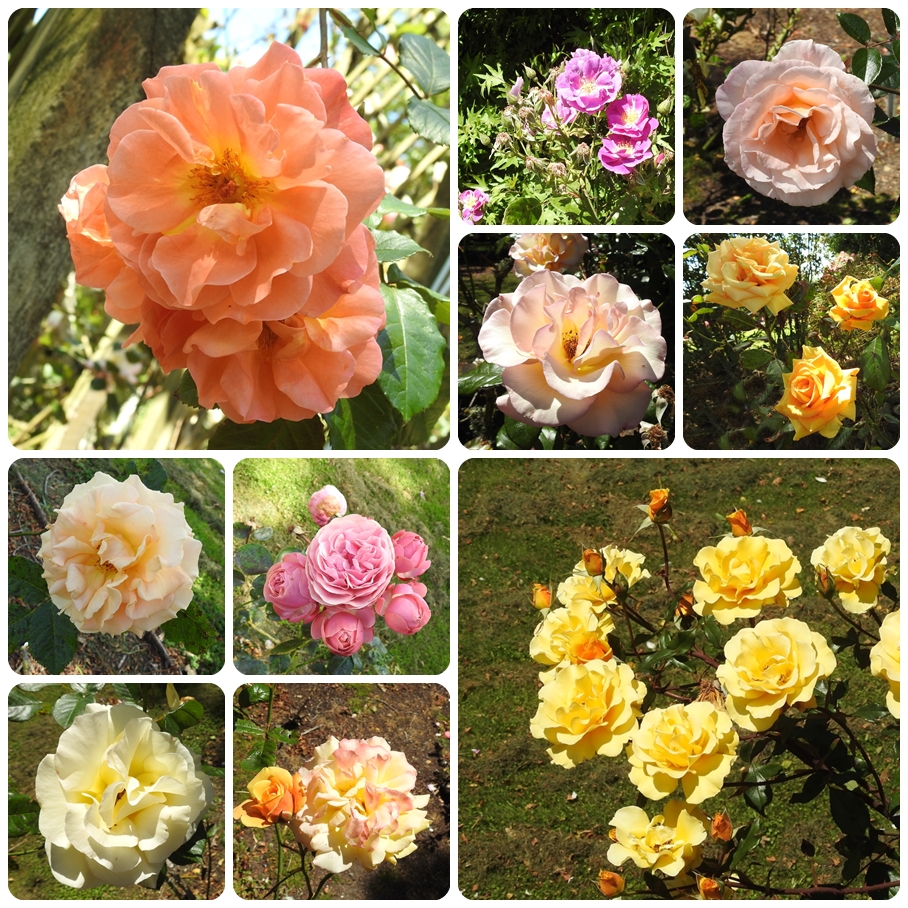 photographing New Zealand roses and more roses