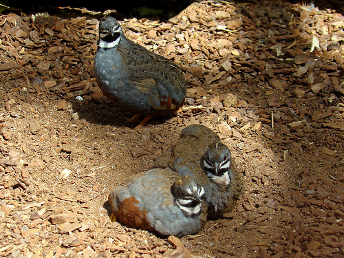 Galerías de Exóticos: Codorniz China (Excalfactoria chinensis)