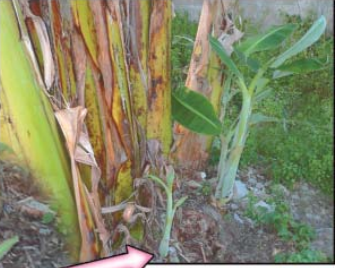 7 contoh perkembangbiakan vegetatif alami pada tumbuhan