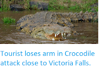 https://sciencythoughts.blogspot.com/2018/04/tourist-loses-arm-in-crocodile-attack.html