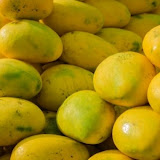 Xoài Cát Hòa Lộc