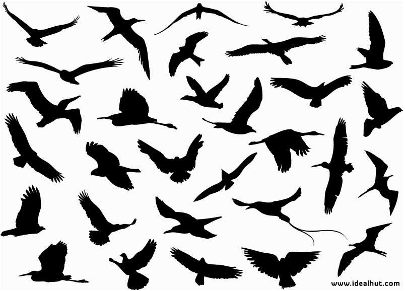 vector free download bird - photo #44