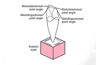 Tooth surface| Line Angles & Point Angles