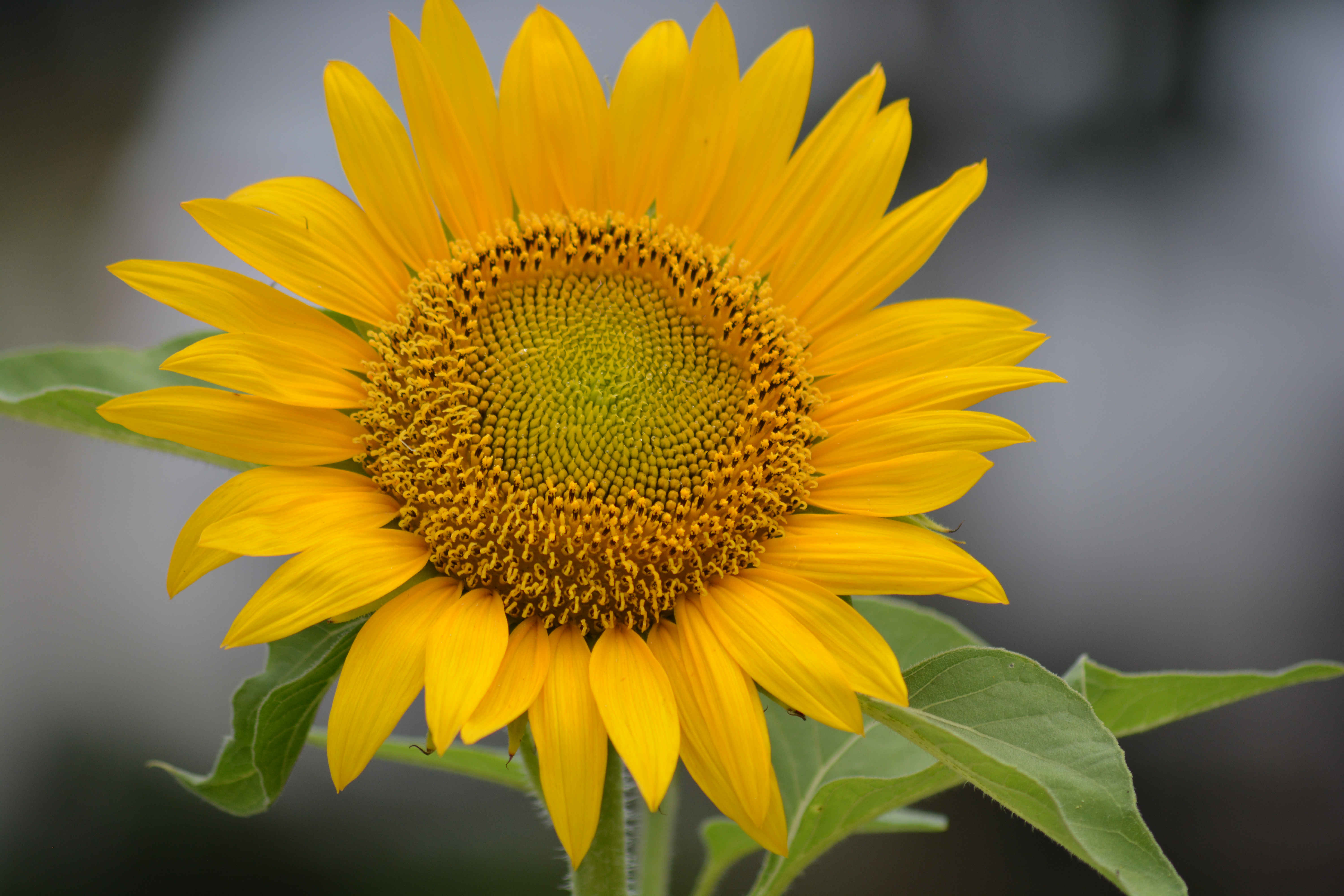 Mengenal Tanaman Bunga Matahari Helianthus Annuus Linnaeus Planter And Forester