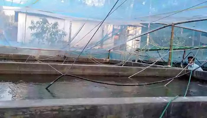 Mamun is spreading the light of hope by cultivating fish in bioflock method বায়োফ্লক পদ্ধতিতে মাছ চাষ করে আশার আলো ছড়িয়ে দিচ্ছেন মামুন