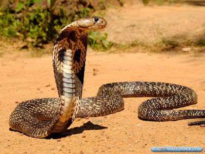 Cobra Snake Photos