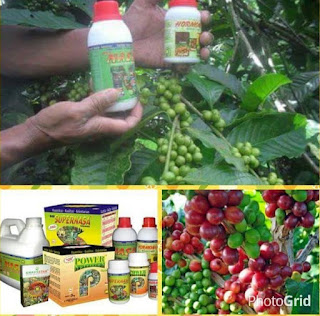 SUPERNASA MEMAKSIMALKAN HASIL TANAMAN KOPI POC NASA, HORMONIK, POWERNUTRISI SUPERNASA MEMAKSIMALKAN HASIL TANAMAN KOPI POC NASA, HORMONIK, POWERNUTRISI