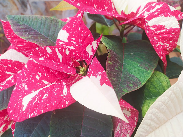 Flor de Pascua, pascuero o poinsettia (Euphorbia pulcherrima 'Superba Glitter').