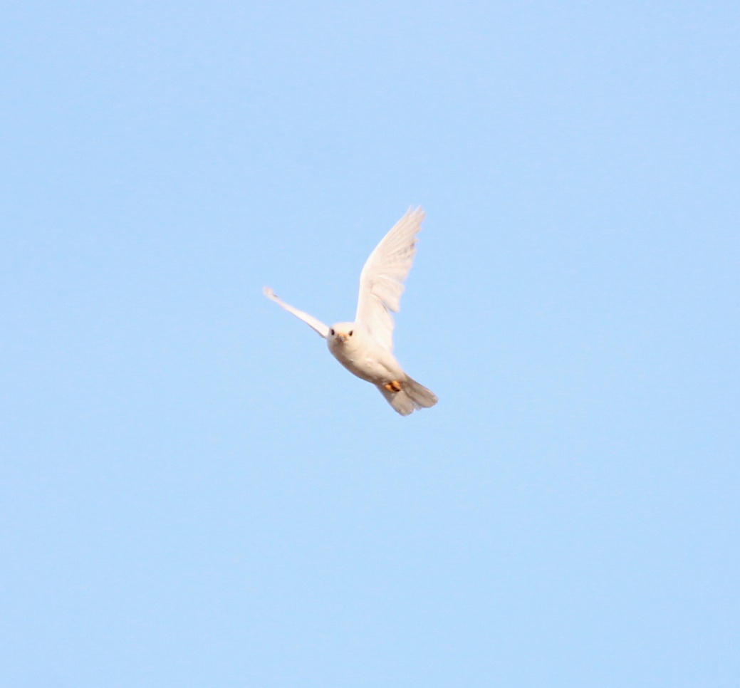 Coastal Virginia Wildlife Observatory: White Kestrel and Bald Eagle Record