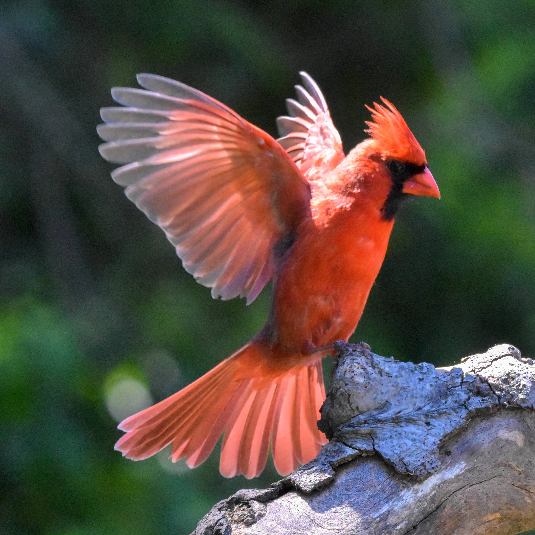 Птица с красными перьями