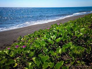 Rural Tropical Beach View With Stretch Of Morning Glory Or Bayhops Plants Grows In The Dry Season At Seririt Village North Bali Indonesia