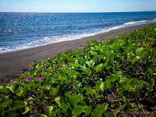 Rural Tropical Beach View With Stretch Of Morning Glory Or Bayhops Plants Grows In The Dry Season At Seririt Village North Bali Indonesia