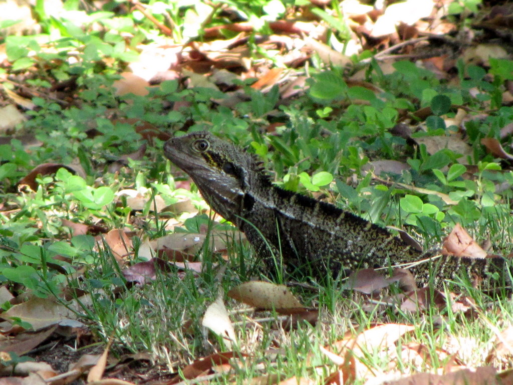 bearded-dragon-with-diarrhea-8.jpg