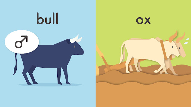 bull と ox の違い