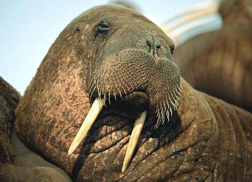 Marine Life: Pacific Walrus