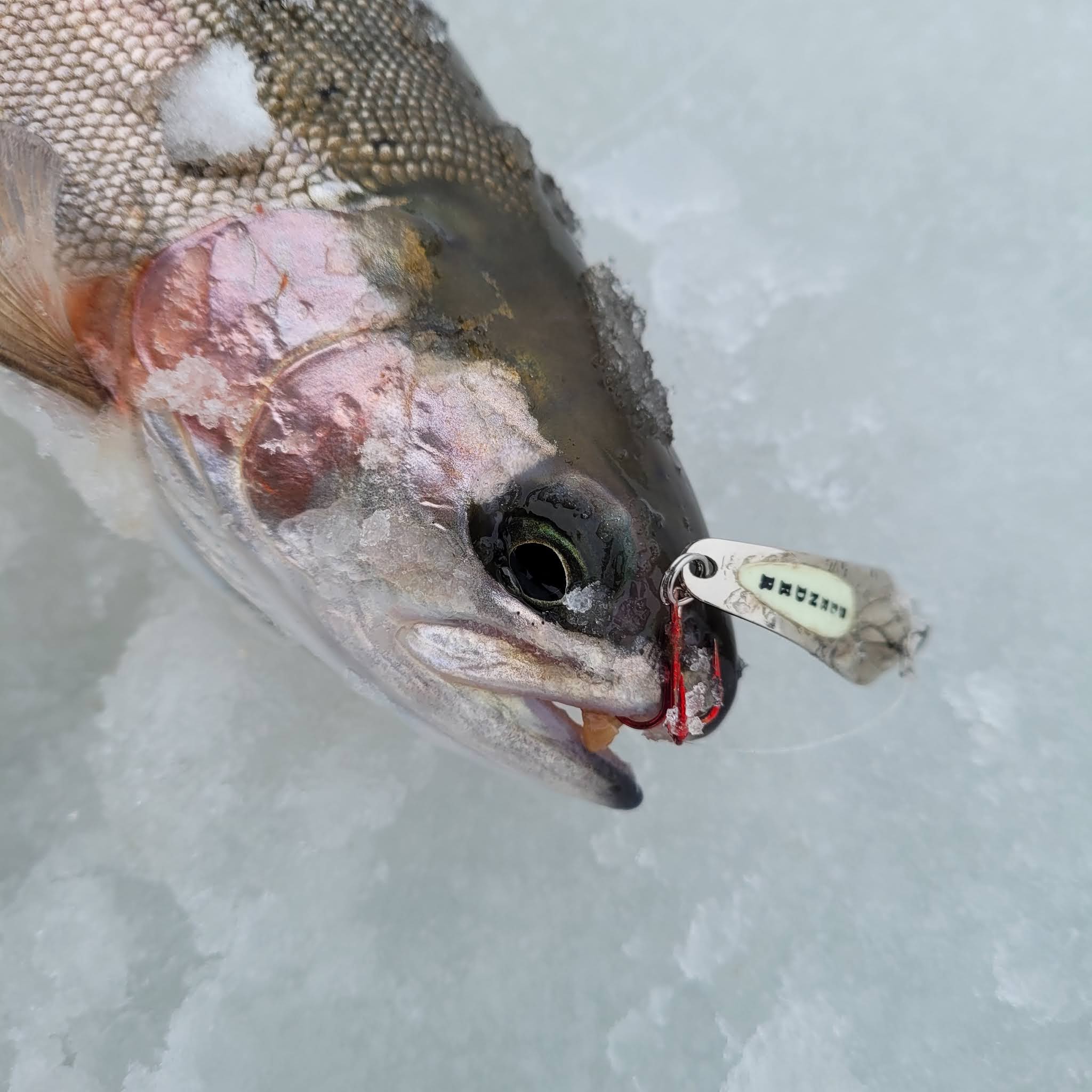 The Fishing Doctor's Adventures: Treble Hooks for Ice Fishing Trout are  Legal In British Columbia Lakes if Not Otherwise Specified!