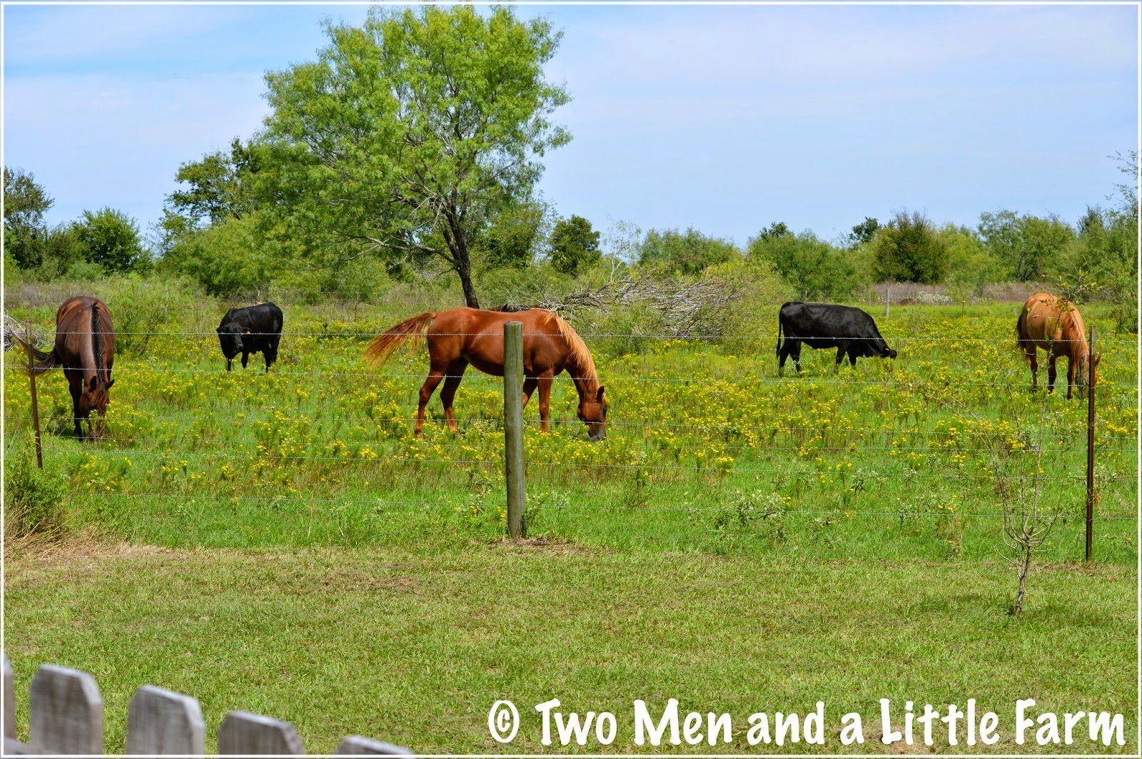 HOw To COWS AND HORSES COHABITATING